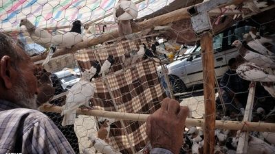 آلفرد هیچکاک با «پرندگان» به شبکه نمایش می‌آید