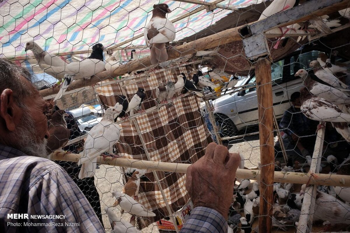 کشف و ضبط پرندگان و جانوران وحشی در بازار خلیج فارس