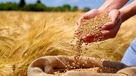اعلام قیمت جدید گندم در ۸ اردیبهشت ۱۴۰۴
