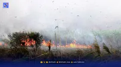 ۹۵ درصد از آتش سوزی‌های مناطق بحرانی فارس عمدی هستند