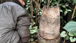کشف گنج نفیس در باغچه خانه مادربزرگ