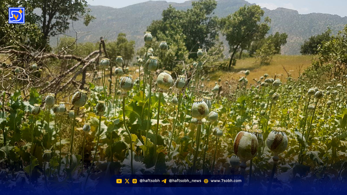 زاگرس خشخاشی می‌شود؟