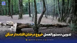 تدوین دستورالعمل خروج درختان افتاده از جنگل