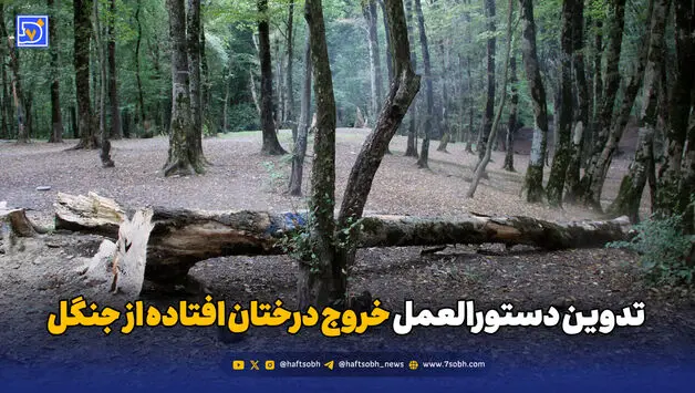 تدوین دستورالعمل خروج درختان افتاده از جنگل