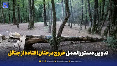 مرگ زیر پرهای خیس
