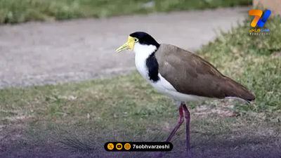 نگاهی به دکوراسیون  اروپایی خانه شجاع خلیل زاده +عکس