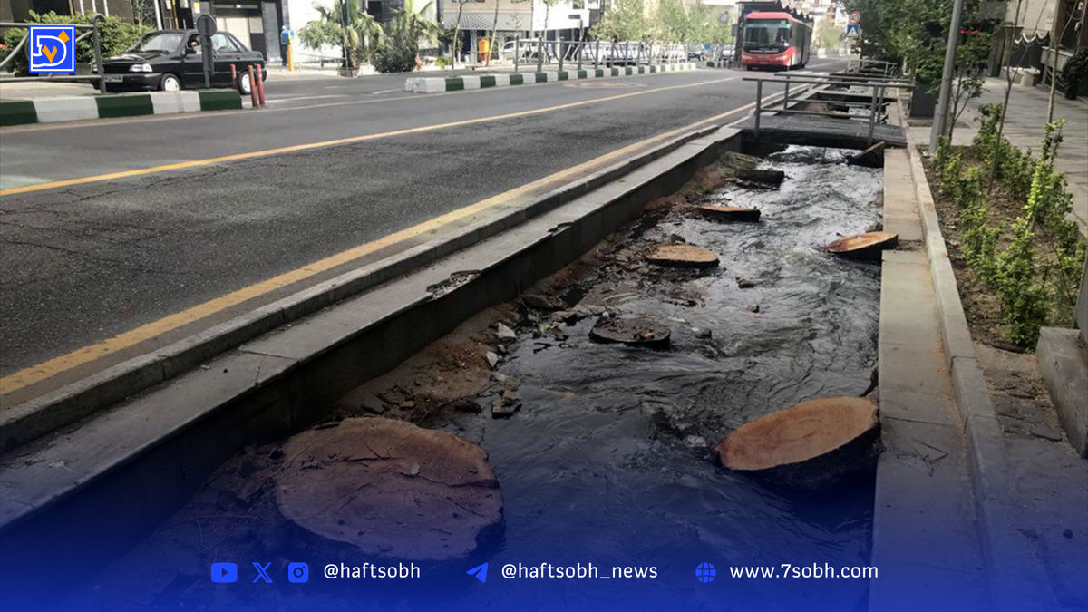 چنارهای تهران در صف مرگ | درختان دچار تنش آبی شدیدند