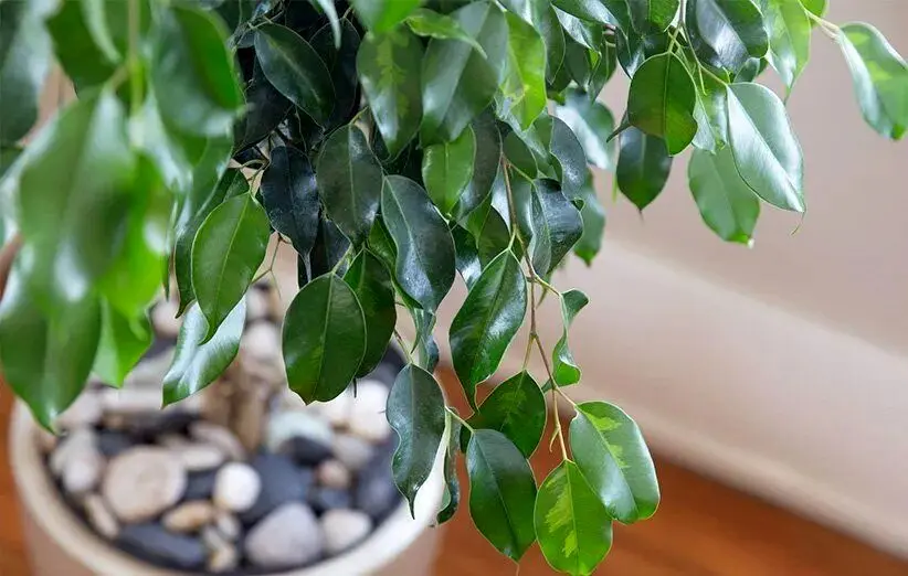 بهترین گیاهان برای تصفیه هوای خانه از نگاه ناسا 