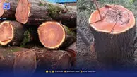 سرخدارهای هزارساله ‌را نجات دهید