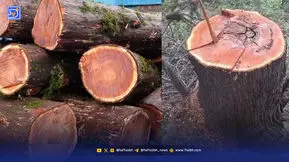 سرخدارهای هزارساله ‌را نجات دهید