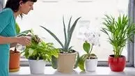 چگونه از گیاهان آپارتمانی در تابستان مراقبت کنیم؟