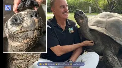 زیبایی به قیمت رنج؛ جراحی‌هایی که حیوان را لال، بی‌دفاع و بی‌احساس می‌کند