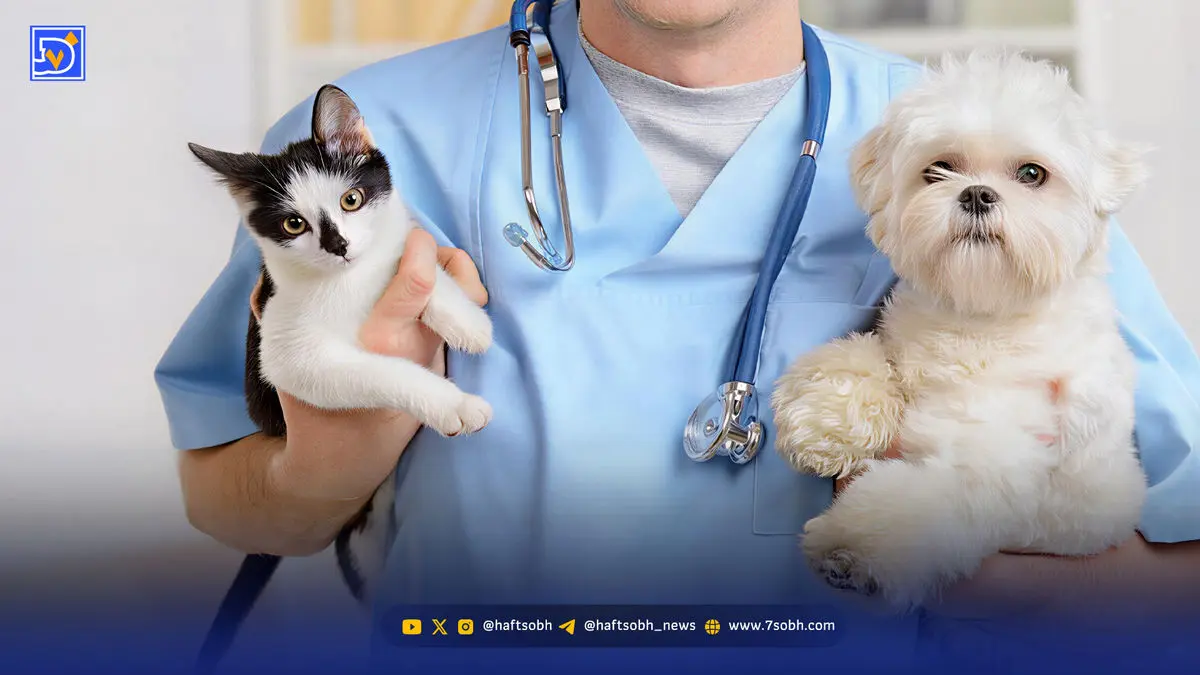 پت‌های شیک و غمگین| بلایی که جراحی زیبایی برسر حیوانات می‌آورد