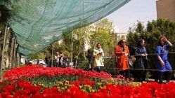 گل‌های لاله‌‌ای که یه مرد تو شهرک غرب کاشت؛ فقط برای مادرش