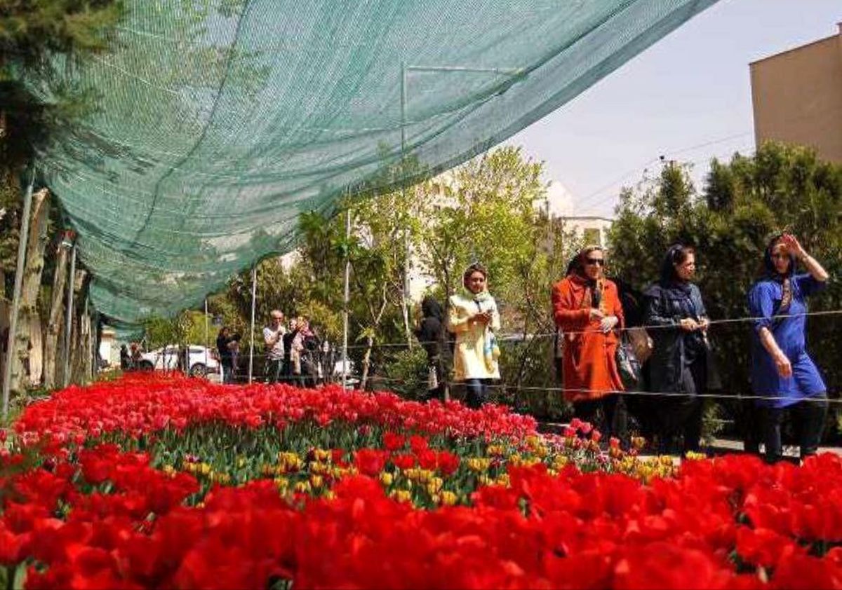 گلهای لالهای که یه مرد تو شهرک غرب کاشت؛ فقط برای مادرش