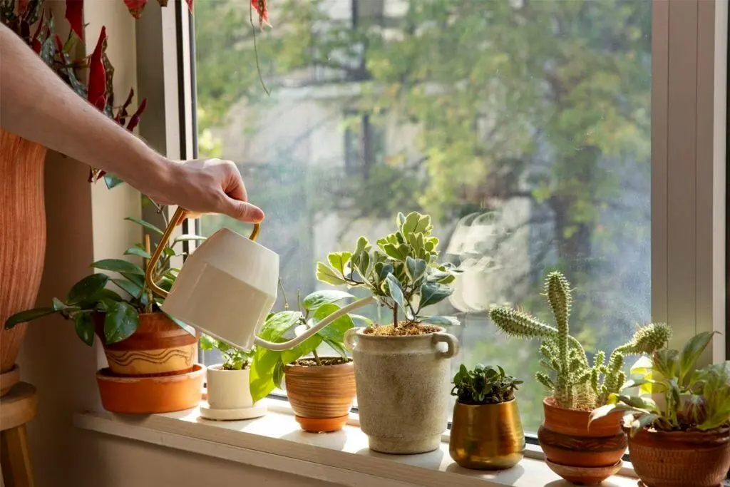 بهترین گیاهان برای تصفیه هوای خانه از نگاه ناسا 