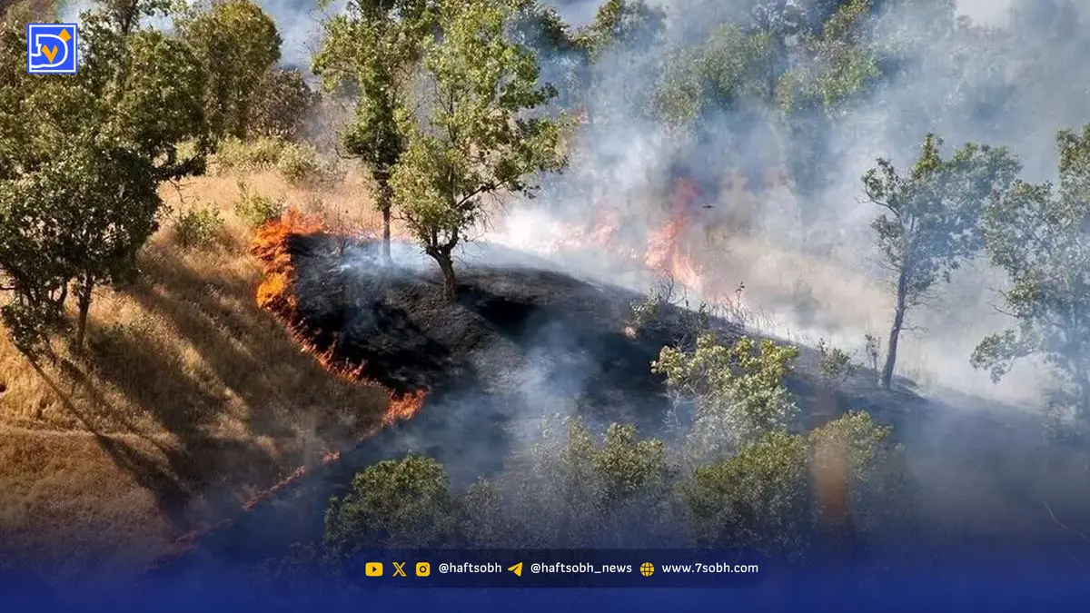 حریق جنگل‌های هیرکانی سطحی‌نگری در اصلاح ساختار را آشکار کرد