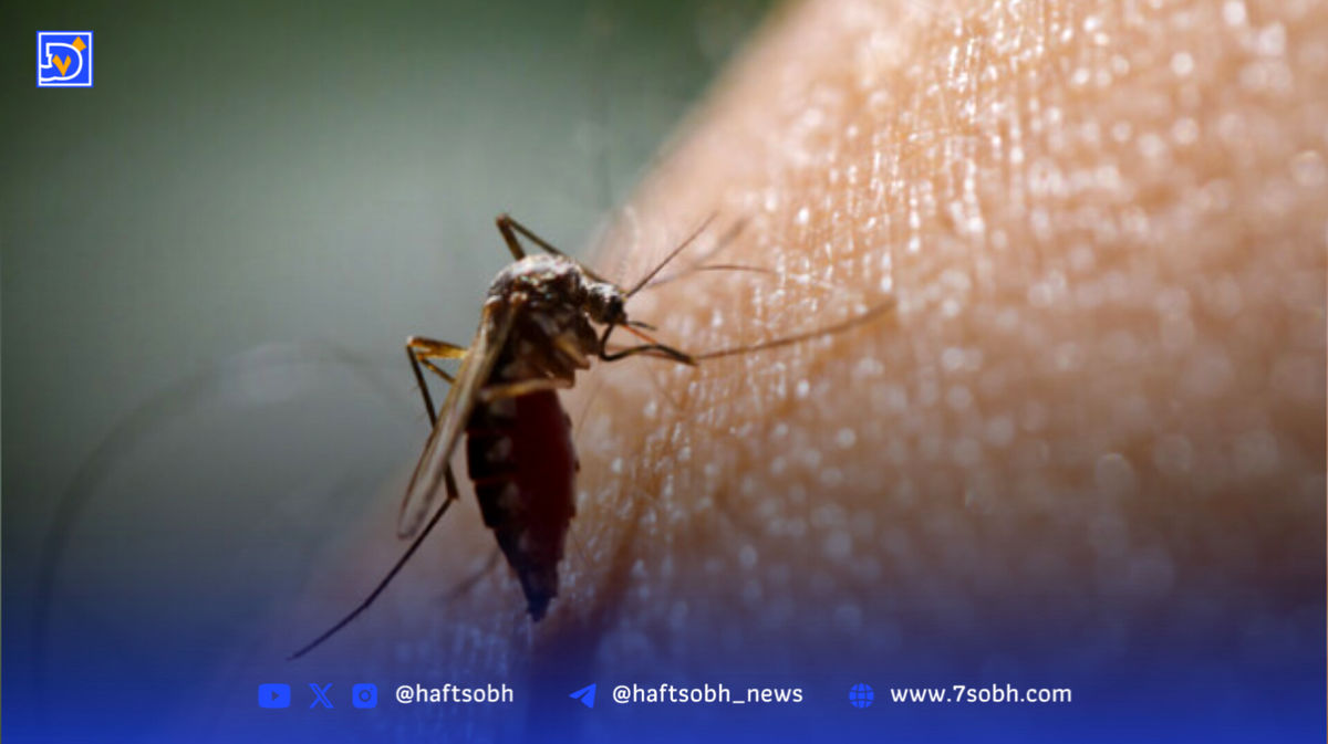 هشدار درباره تب دنگی؛ زنگ خطر پشه آئدس در هرمزگان