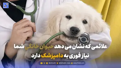 آیا حیوانات خانگی می توانند غم از دست دادن یک حیوان دیگر را بفهمند؟