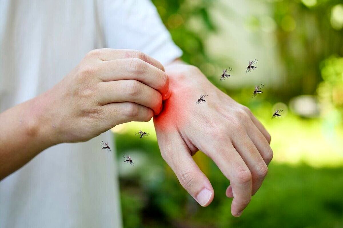 این گروه خونی برای پشهها مثل طعمهای جذابتر است