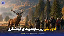 تورهای گاوبانگی؛ تهدیدی برای آرامش مرال‌ها