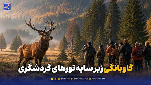 تورهای گاوبانگی؛ تهدیدی برای آرامش مرال‌ها