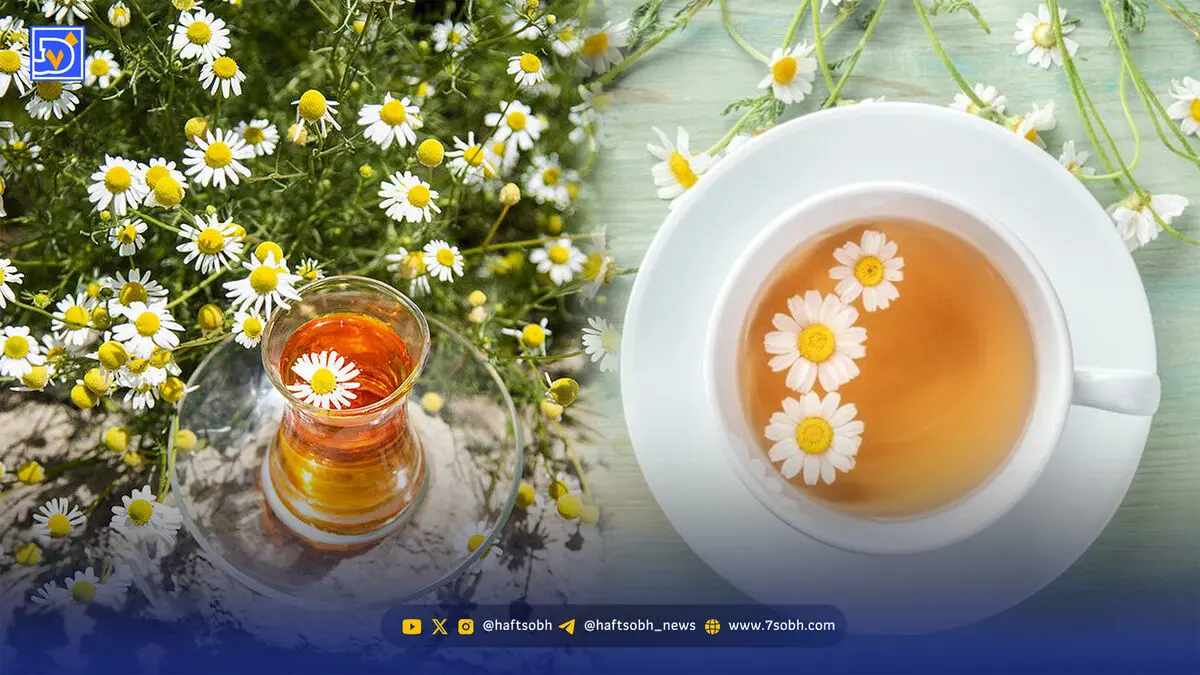 از کاهش تنش تا تسکین دردهای قاعدگی؛ با خواص دمنوش بابونه آشنا شوید