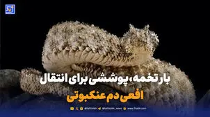  بار تخمه، پوششی برای انتقال افعی دم عنکبوتی