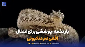  بار تخمه، پوششی برای انتقال افعی دم عنکبوتی