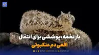  بار تخمه، پوششی برای انتقال افعی دم عنکبوتی