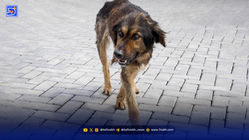 غذادهی به سگ‌ها؛ اشتباهی از سر مهربانی