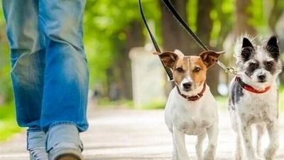 محبوب‌ترین نژادهای گربه
