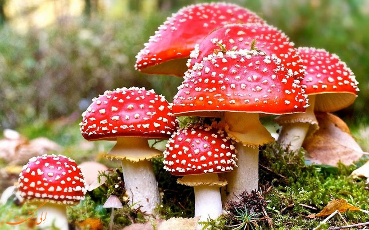 افزایش سهبرابری مسمومیت با قارچ سمی