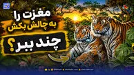مغزت را به چالش بکش | 16 ببر در این جنگل وجود دارد؛ می توانید آن‌ها را پیدا کنید؟