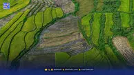 کارتابل پنجره واحد زمین  تخلف را صفر نکرد
