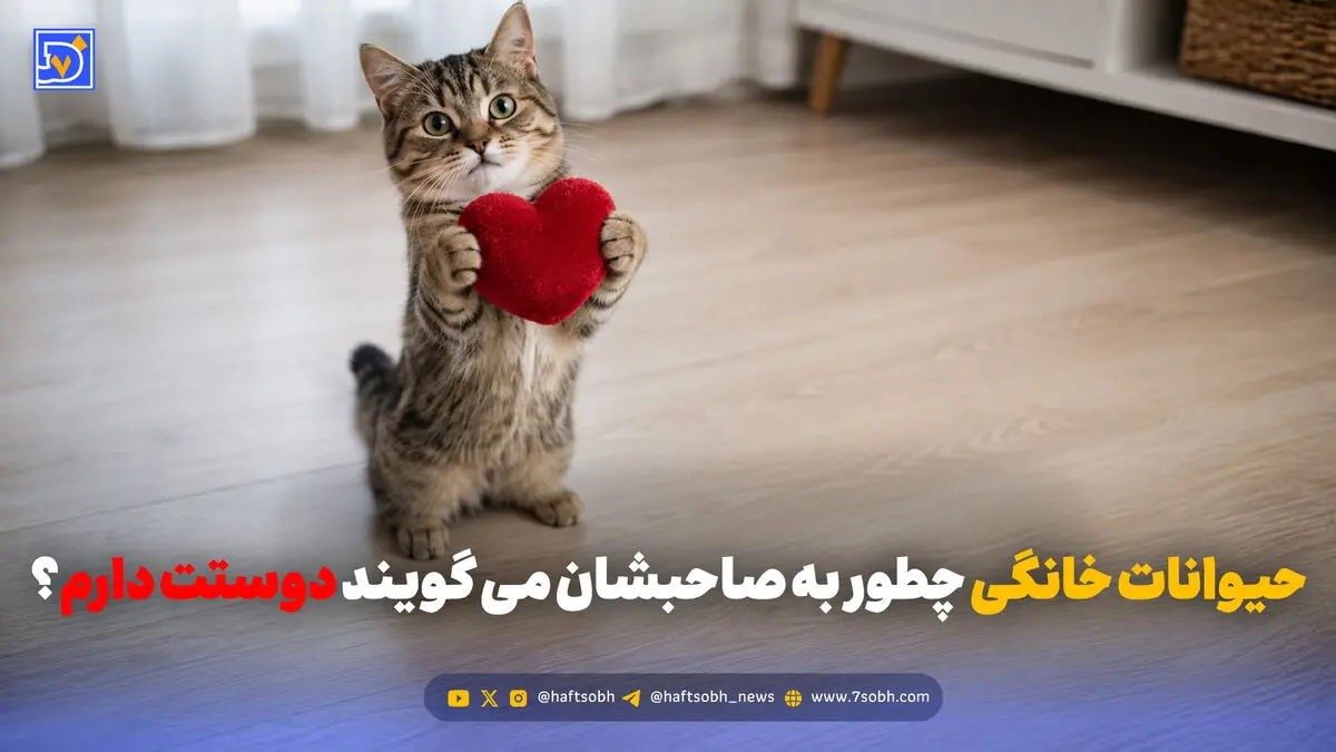 حیوانات خانگی چطور به صاحبشان می گویند دوستت دارم؟