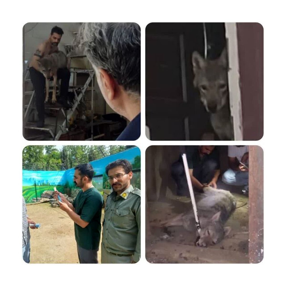 نگهداری گرگ در یک مغازه در کرج!