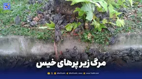مرگ زیر پرهای خیس