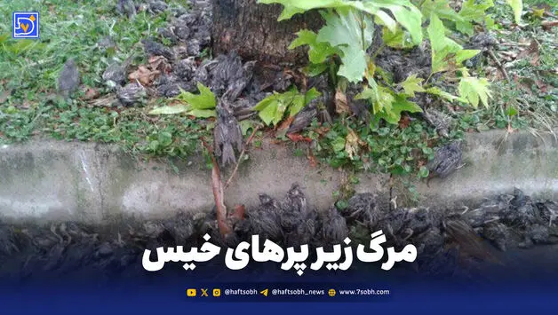 مرگ زیر پرهای خیس