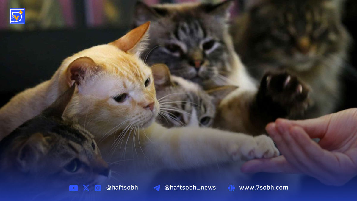 گربهها هم روز جهانی دارند!