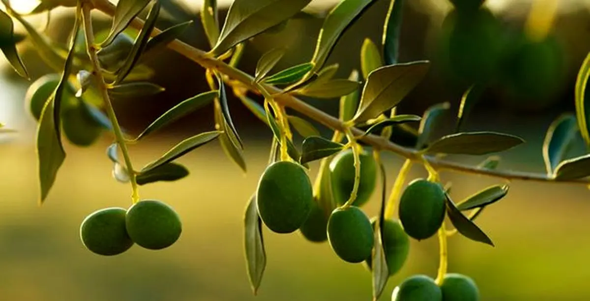 هسته زیتون معجزه‌ای برای پوست، مو و سلامتی