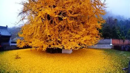 زیبایی جاودانه طبیعت؛ درخت ۸۰۰ ساله در کره‌جنوبی