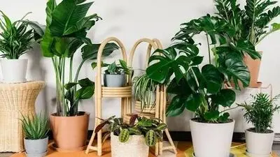 گیاهان آپارتمانی مناسب پاییز؛ کدام‌ها دردسر کمتری دارند؟