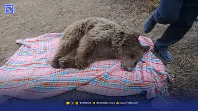 خرس‌ها و جاده‌های بی رحم