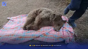 خرس‌ها و جاده‌های بی رحم