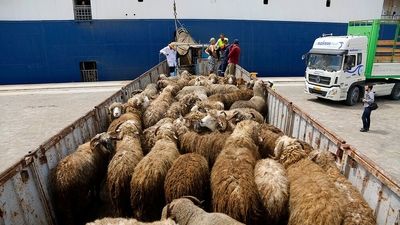 تب برفکی در دام تب تورم در بازار