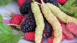 خوردن این میوه برابر است با یک داروی ضدافسردگی