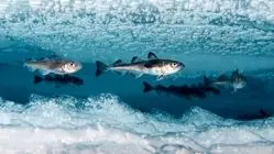 چطور برخی ماهی‌ها در دمای زیر صفر قطب جنوب یخ نمی‌زنند؟