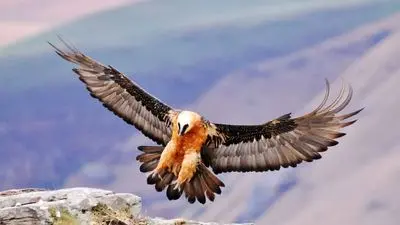 دیده شدن همای سعادت در شهرک اکباتان تهران + عکس