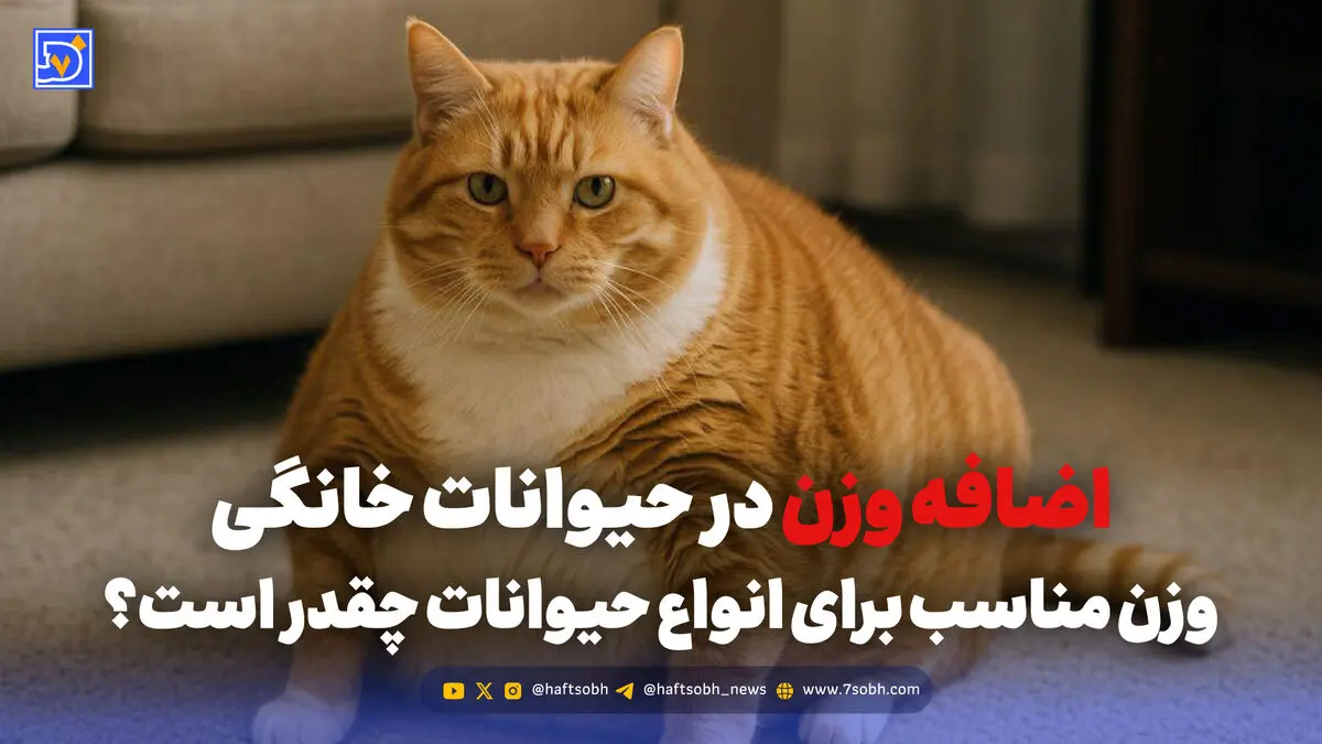 اضافه وزن در حیوانات خانگی؛ وزن مناسب برای انواع حیوانات چقدر است؟
